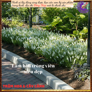 Chậu hoa hương dạ thảo trắng lưu ly 🕰Siêu Thị Hoa Và Cây Giống