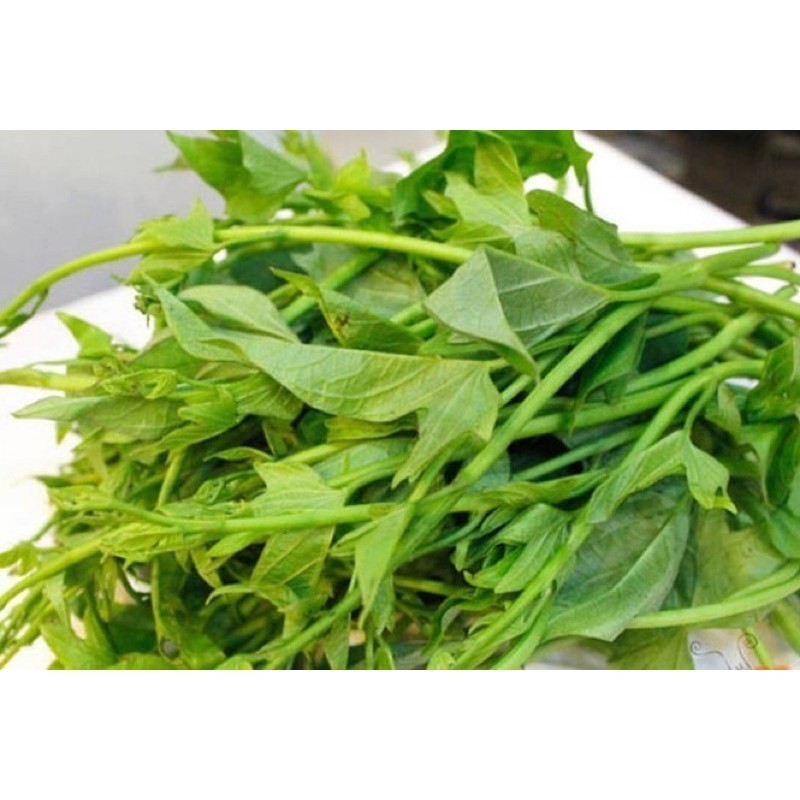 Combo 5 dây rau khoai lang Nhật trắng siêu ngọn- dây giống 30cm - Vườn ...