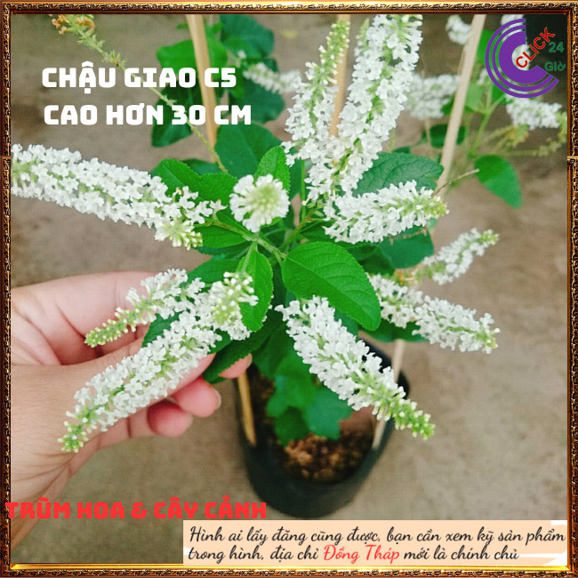 Cây Bạch Trầm Hương Thơm Ngào Ngạt💍Hoa Mười Giờ Bonsai & Phụ Kiện
