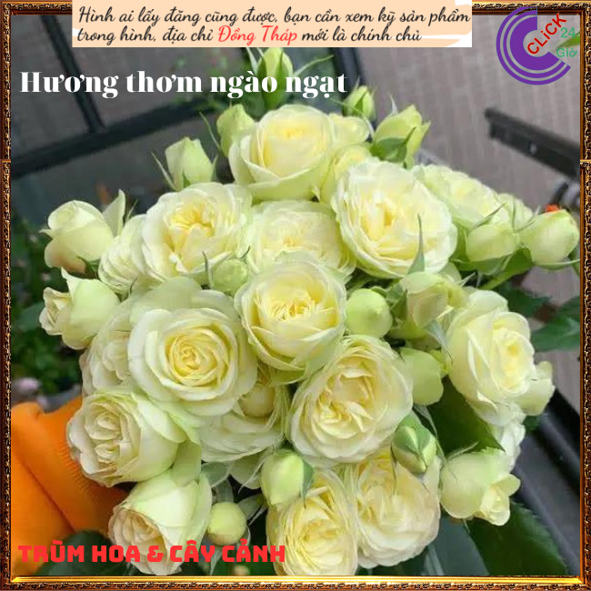 Chậu hoa hồng xanh bơ Creamy Eden 💍Hoa Mười Giờ Bonsai & Phụ Kiện