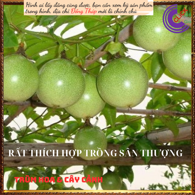 Chậu chanh dây cao 40cm nhanh ra trái💍Hoa Mười Giờ Bonsai & Phụ Kiện