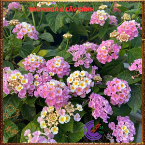 Chậu hoa ngũ sắc HỒNG KEM PASTEL dạng bụi lùn nhẹ nhàng dễ thương️🔐Top Loài Hoa Đẹp Nhất Thế Giới