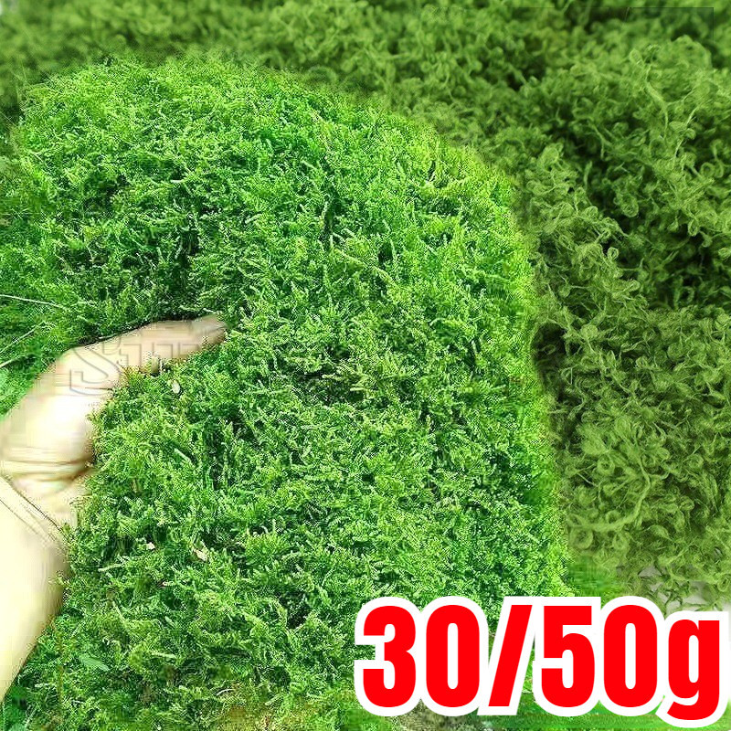 Rêu xanh nhân tạo - Cây xanh mô phỏng sinh học - Rêu cuộc sống vĩnh cửu ...