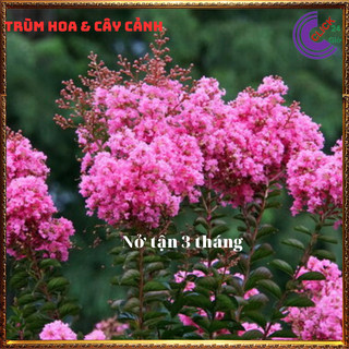 Cây tường vi hồng xinh siêu chùm siêu hoa nở lâu dễ trồng ⌛ Siêu Thị Hoa Và Cây Giống