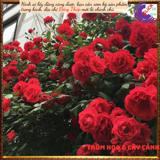 Chậu hoa hồng leo đỏ Valentine ’s Day💍Hoa Mười Giờ Bonsai & Phụ Kiện