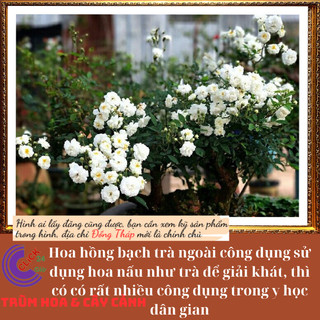 Chậu hoa hồng trắng Bạch trà làm trà💍 Hoa Mười Giờ Bonsai & Phụ Kiện