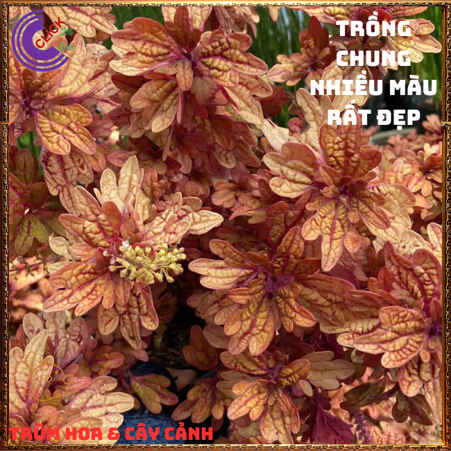 Chậu cây Lá Gấm ĐỒNG XU VÀNG BẠC màu sắc rực rỡ xinh xắn dễ trồng ️🎊 Hoa Mười Giờ Bonsai & Phụ Kiện