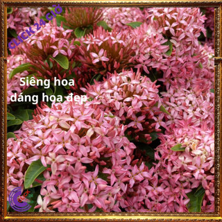 Chậu hoa mẫu đơn HỒNG giống hoa trang lá nhỏ hoa to được yêu thích🖲 SHOP PP ONLINE CLICK 24 GIỜ
