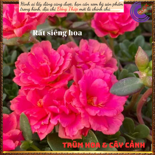 Chậu sam hoa hồng rực rỡ mỗi ngày 💍Hoa Mười Giờ Bonsai & Phụ Kiện