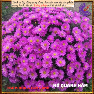 Chậu hoa cúc thạch thảo kép tím to ⏳ SHOP PP ONLINE CLICK 24 GIỜ