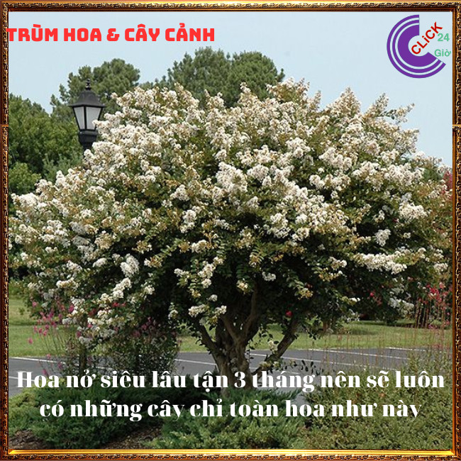 Cây tường vi trắng lá xanh tinh khôi siêu hoa hoa to nở lâu 3 tháng ⏰ Hoa Mười Giờ Bonsai & Phụ Kiện