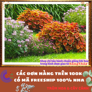 Cây lá gấm CAM NÂU RĂNG VÀNG tía tô cảnh màu lạ đẹp mắt rất dễ trồng💍Yêu Nhà Yêu Hoa