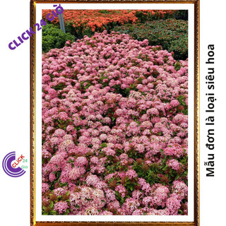 Chậu hoa mẫu đơn HỒNG giống hoa trang lá nhỏ hoa to được yêu thích🖲 SHOP PP ONLINE CLICK 24 GIỜ
