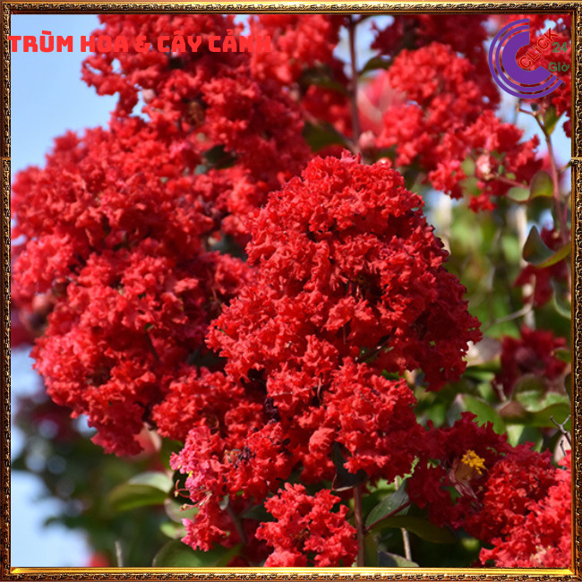 Cây tường vi đỏ lá xanh siêu hoa rực rỡ hoa to nở lâu 3 tháng ⏰ Hoa Mười Giờ Bonsai & Phụ Kiện