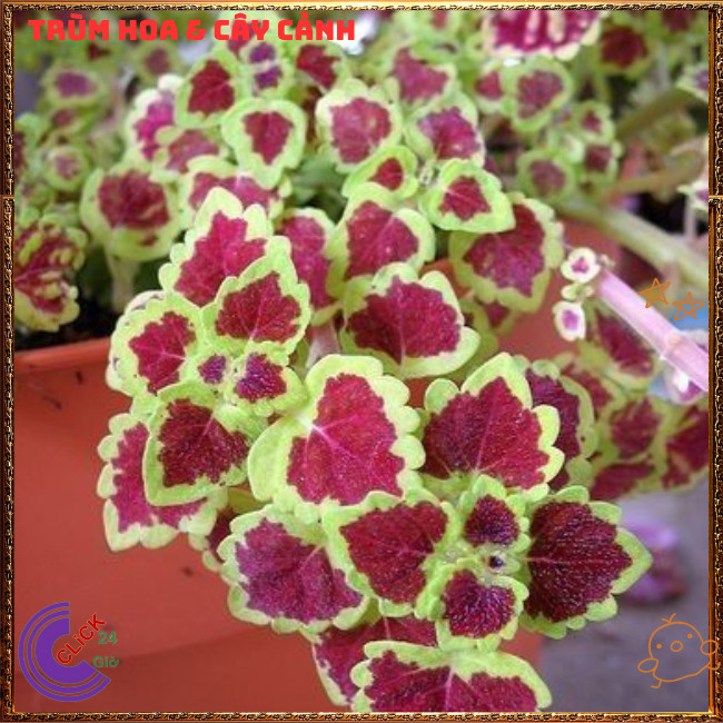 Chậu cây Lá Gấm ĐỒNG XU LONG PHỤNG màu sắc rực rỡ xinh xắn dễ trồng ️🎊 Hoa Mười Giờ Bonsai & Phụ Kiện