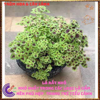 Chậu cây Lá Gấm ĐỒNG XU MINI lá siêu nhỏ rất đáng yêu dễ trồng ️🌮 VƯỜN HOA CỔ TÍCH