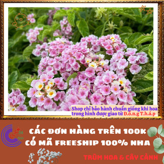 Chậu hoa ngũ sắc HỒNG PHA LÊ LÁ CẨM THẠCH mới lạ siêu đẹp và thơm ️💎Hoa Đẹp Dễ Trồng