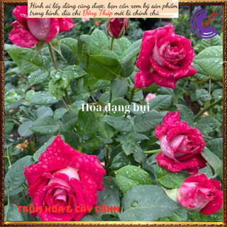 Chậu hoa hồng MONICA 2 màu độc đáo 🕰Siêu Thị Hoa Và Cây Giống