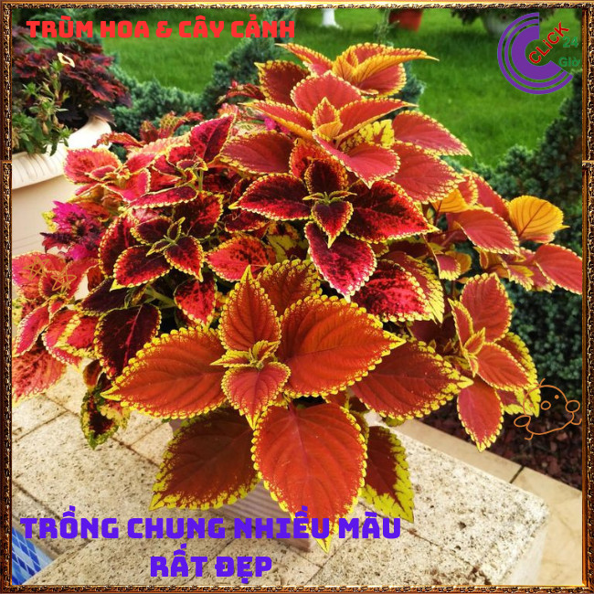 Chậu LÁ GẤM TÍA TÔ CẢNH màu CAM NÂU ĐIỂM VÀNG siêu phẩm trồng nền📧 TRÙM HOA VÀ CÂY CẢNH