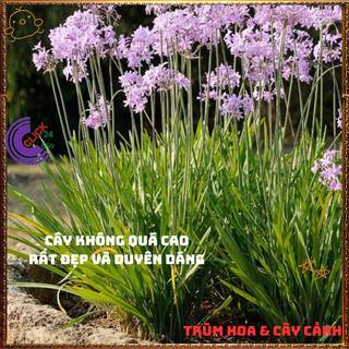 Cây HUỆ TỎI gia vị dùng trong món chay vừa đẹp và có giá trị lớn️🌮 Siêu Thị Hoa Và Cây Giống