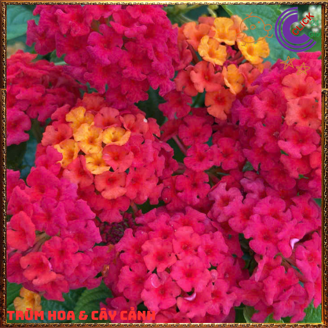 Chậu hoa ngũ sắc ĐỎ RUBY rực rỡ siêu đẹp thơm ngát quanh năm⏳Hoa Mười Giờ Bonsai & Phụ Kiện