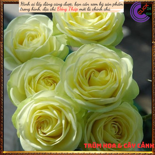 Chậu hoa hồng xanh bơ Creamy Eden ️🔖Siêu Thị Hoa