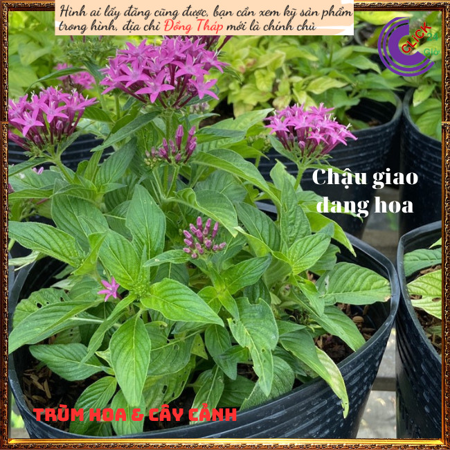 Chậu hoa diễm châu tím siêng hoa ️💄TRÙM HOA VÀ CÂY CẢNH