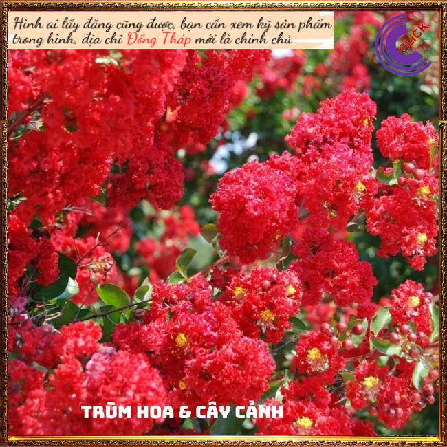 Cây tường vi đỏ lá xanh siêu hoa rực rỡ hoa to nở lâu 3 tháng ⏰ Hoa Mười Giờ Bonsai & Phụ Kiện