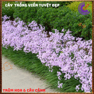Cây HUỆ TỎI gia vị dùng trong món chay vừa đẹp và có giá trị lớn️🌮 Siêu Thị Hoa Và Cây Giống
