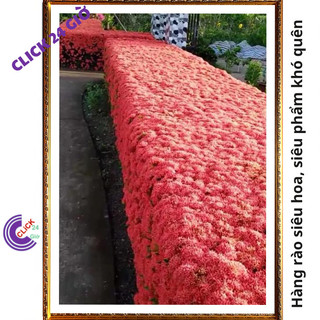 Hoa trang Đỏ giống hoa mẫu đơn siêu hoa lá nhỏ hoa to🗓 Yêu Nhà Yêu Hoa