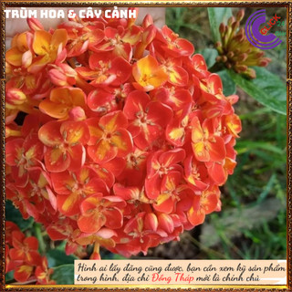 Hoa trang phụng hoàng cam màu lai mới tuyệt đẹp dễ trồng hoa quanh năm🍂Siêu Thị Hoa Và Cây Giống