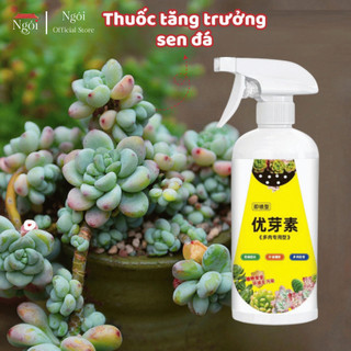 Kích Nảy Mầm Sen Đá Xịt Kích Mầm Chồi Giúp Sen Đá Mập Mạp Kích Thích Ra Rễ Chiết Tách Cành 300ml NGÓI HOME - KR02