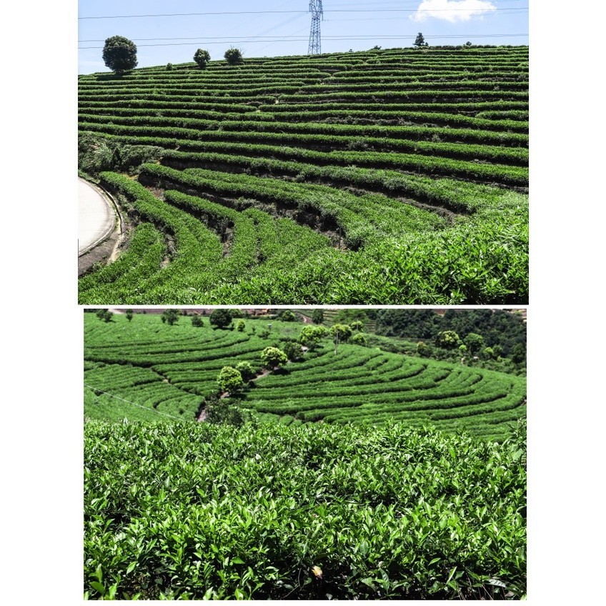 Bạch Trà Phúc Đỉnh Thọ Mi Long Châu năm 2016 (01 Viên Dùng Thử)