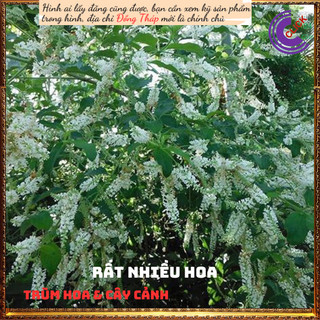 Cây Bạch Trầm Hương Thơm Ngào Ngạt✳️MiMa market