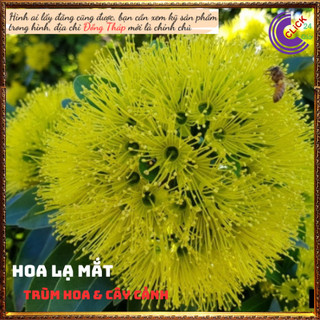 Cây mai thái vàng hoa to đẹp lạ mắt⏰ Yêu Nhà Yêu Hoa