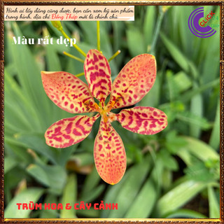 Cây rẻ quạt vừa đẹp vừa làm thuốc viêm họng cây dẻ quạt cây xạ can ⌛ Siêu Thị Hoa Và Cây Giống