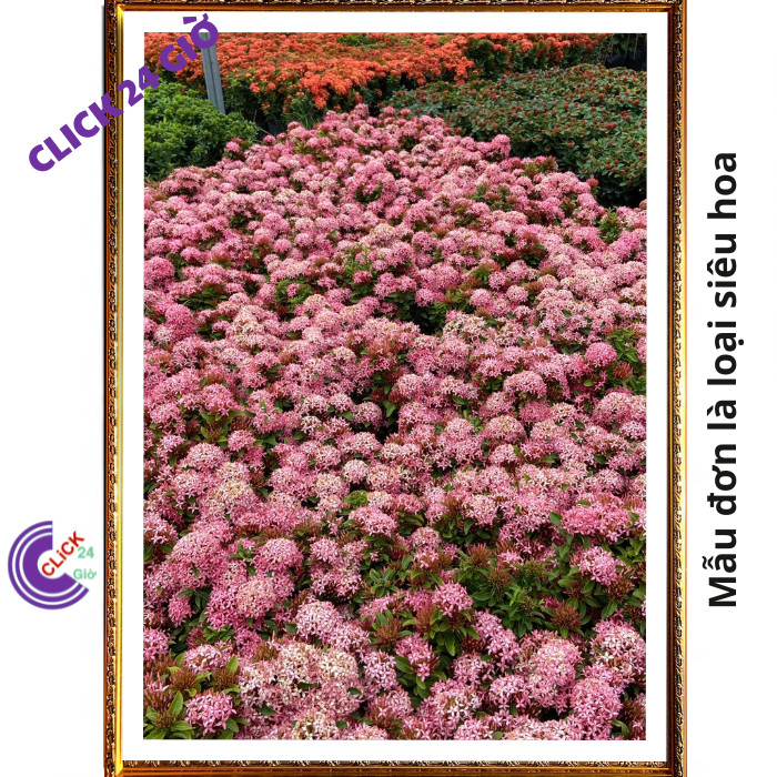 Chậu hoa mẫu đơn HỒNG giống hoa trang lá nhỏ hoa to được yêu thích💽 MM Market