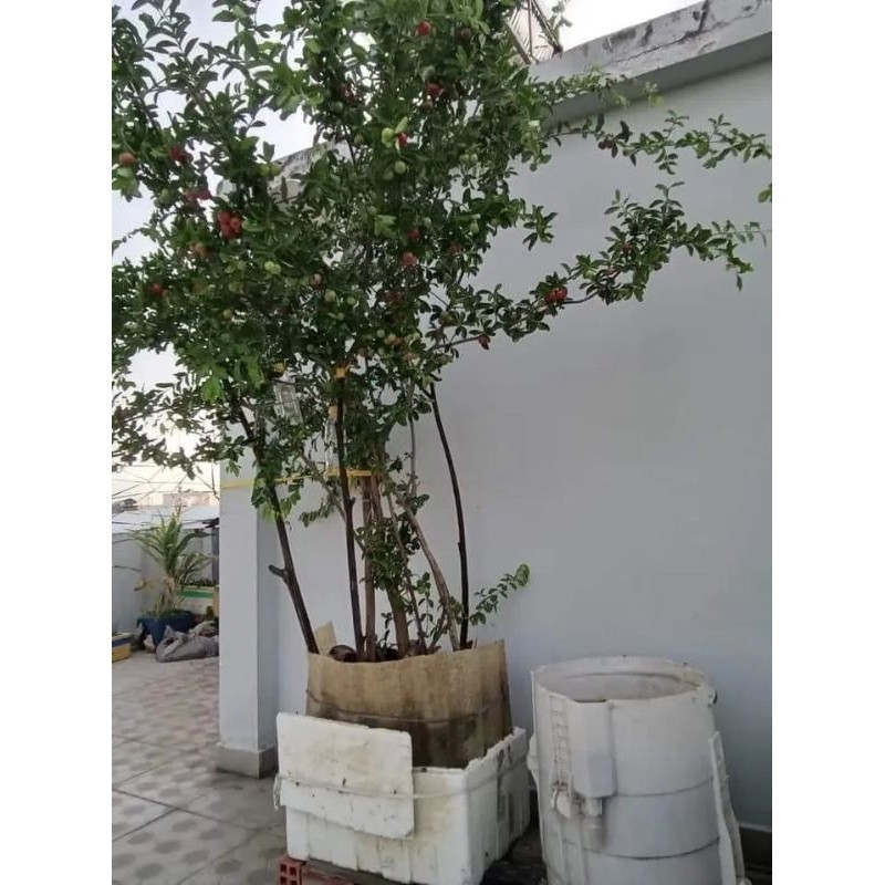 Chậu Cây sơ ri ngọt thái lan cây to đẹp mới về. cao đẹp, đang nhiều ...