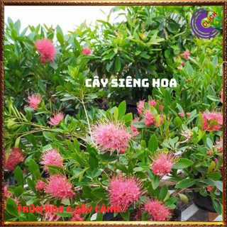Cây mai thái hồng hoa tonở quanh năm⏰ Yêu Nhà Yêu Hoa