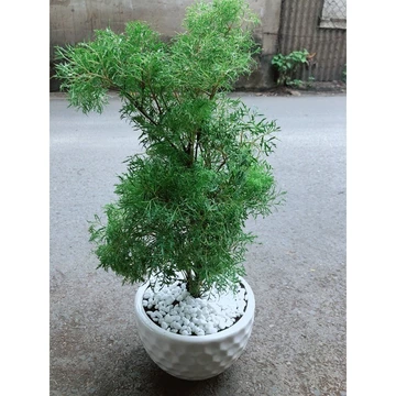 (Hỏa Tốc) Chậu Cây Đinh Lăng Lá Nhỏ