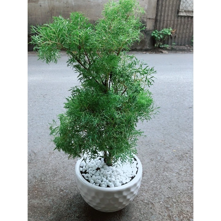 (Hỏa Tốc) Chậu Cây Đinh Lăng Lá Nhỏ