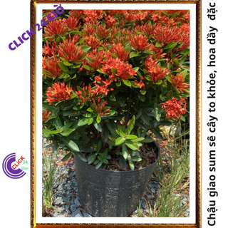 Chậu hoa mẫu đơn đỏ giống hoa trang làm hàng rào công trình 🖱 SHOP PP ONLINE CLICK 24 GIỜ