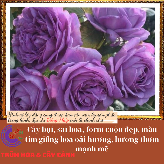 Chậu hoa hồng tím Thank You Siêu Lạ ️💄TRÙM HOA VÀ CÂY CẢNH