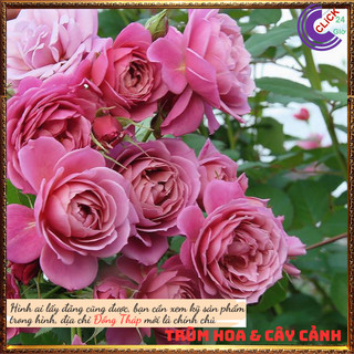 Chậu hoa hồng Aoi Nhật hoa chùm đẹp⏰Yêu Nhà Yêu Hoa