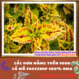 Cây lá gấm PHÁO BÔNG đổi màu tía tô cảnh màu lạ đẹp mắt rất dễ trồng⌛VƯỜN HOA CỔ TÍCH