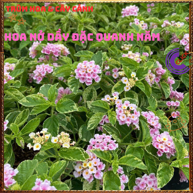 Chậu hoa ngũ sắc HỒNG PHA LÊ LÁ CẨM THẠCH siêu hoa thơm ngát⏳ TRÙM HOA VÀ CÂY CẢNH