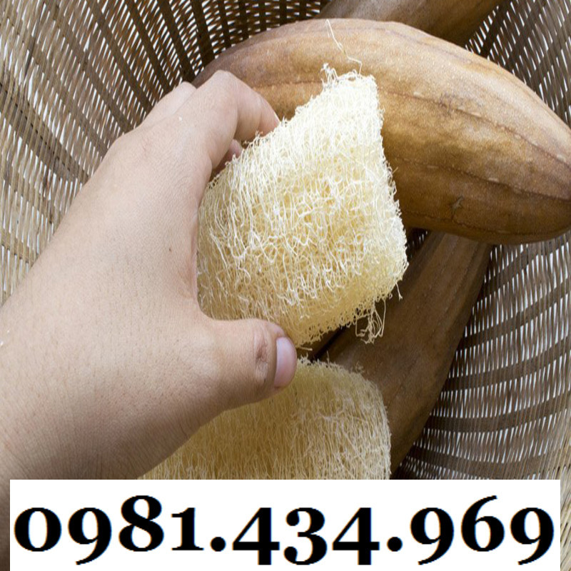 Xơ Mướp Khô Nguyên Trái Tự Nhiên 30Cm (Xo Muop, So Muop) Đẹp | Shopee ...
