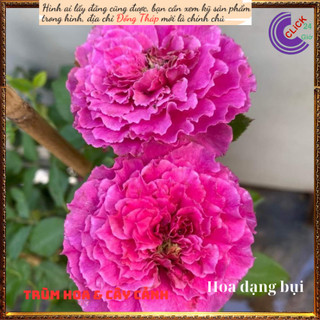 Chậu hoa hồng Ramukan HỒNG VIỀN XOẮN 💍Hoa Mười Giờ Bonsai & Phụ Kiện
