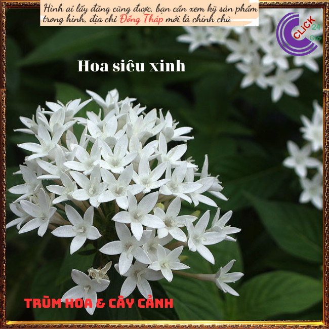 Chậu hoa diễm châu trắng vui vẻ ️💄TRÙM HOA VÀ CÂY CẢNH