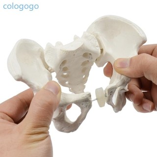 Colo 1PC Kích thước nhỏ Mô hình xương chậu Mô hình giải phẫu Mô hình y tế cho giáo dục khoa học